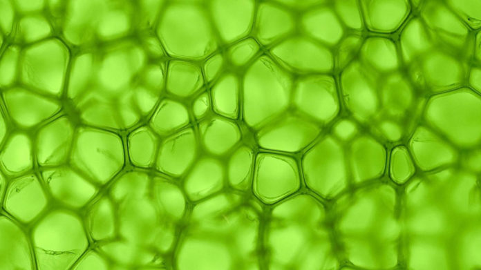 Chlorofyl